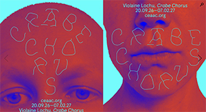 crabe-chorus-vl