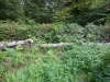 Some back and forth of matter (between the woods and the gallery), 2015, chêne Coolattin d’un arbre tombé issu des Bois Tomnafinnogue, derniers vestiges d’une forêt naturelle de chênes d’Irlande, dimensions variables, pièces uniques. Photo © Mermaid Arts Centre, Bray, Irlande