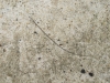 Treasure Hunt, 2015, cil de girafe doré en or 23ct, 5.5 cm long, pièce unique, pierre calcaire Nebrasina gravée au laser et peinte à la main, sur un piédestal rotatif en métal, 60 cm diamètre x 70 cm de haut, pièce unique. Monotype sur papier, cadre, sous verre, 33,7 x 46 cm, pièce unique. Coffret de monotypes sur papier, 29,7 x 42 cm (20 dessins) / 45,5 x 33,6 x 4,2cm (coffret), pièces uniques