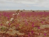 Afterword, 2016, première édition du Livre de Sable de Jorge Luis Borges, photos, fleurs séchées, notes personnelles écrites à l’aquarelle, 18,5 x 12,4 cm, pièce unique