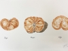 Papillon cœur ou fesses, 2020, clay drawing on paper, 33 x 50 cm, unique piece
