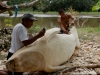 À Tarapoto, un Manati 3. La Construction, 2011, installation Video HD, couleur, son, 26’47’’, édition de 5 + 2 EA. Prix Multimédia des Fondations des Beaux Arts 2011. Loop Award 2014. Collection Fonds Régional d’Art Contemporain PACA, France