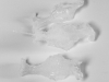Apple core (série Frozen), 2019 - 2020, tirage photographique noir et blanc sur papier supérieur jet d’encre spécial mat 180 g, 70 x 50 cm, édition de 5 + 1 E.A. Collection Centre National des Arts Plastiques - Fonds National d'Art Contemporain
