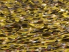 Kill me honey, Act III - The composition, 2019, Lima, Peru. 2000 hair strands (approximatively), golden silk fabric, 2,10 x 1,40 m, unique piece
