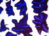 Butterflies, 2015, blue ink on canvas, 914 x 160 cm