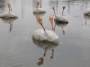 Dessalage, 2010, floating Installation with eight taxidermised geese, mixt techniques, variable dimensions, unique pieces. Producted by the Musée de Picardie and the Maison de la Culture d’Amiens, Amiens, France. Photo © Mickaël Troivaux 