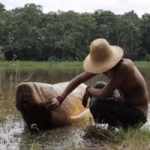 A Tarapoto, un Manati, Le Voyage