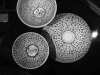 Mene, Mene, Tekel, Upharsin - Bols, 2015, bols en céramique, peinture noire, dimensions variables, pièces uniques